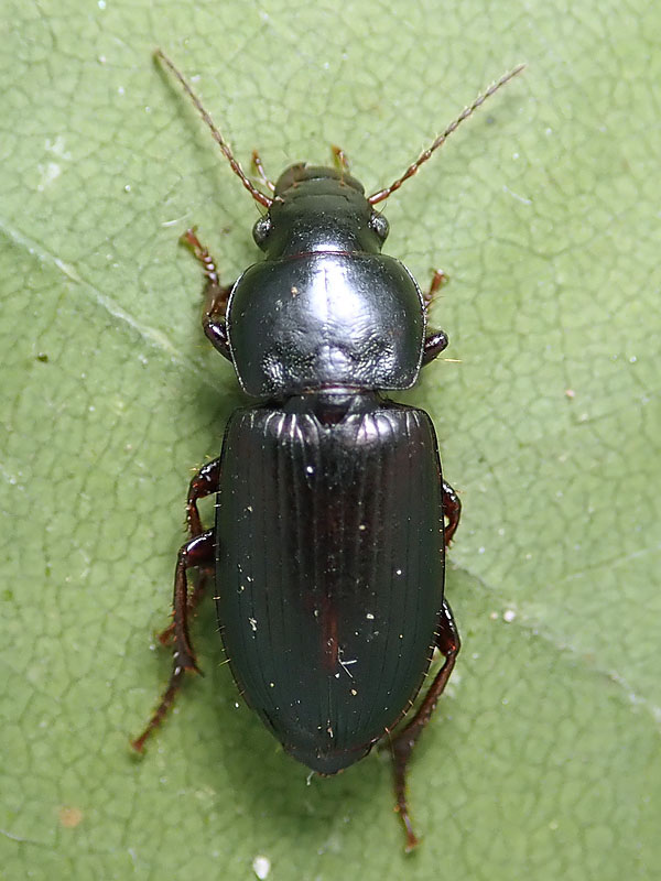 Carabidae: un altro Harpalus oblitus